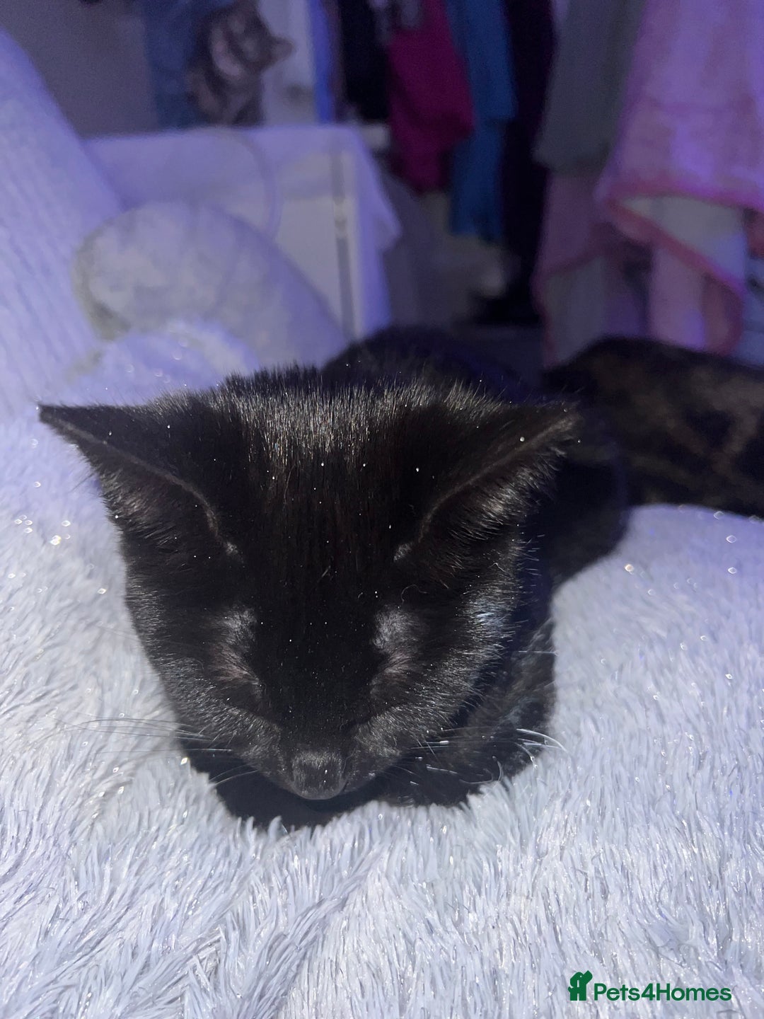 Domestic Shorthair cats for sale: Gorgeous black domestic short hair females  - Advert 5