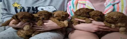 Miniature Poodle dogs for sale: Beautiful KC Registered Miniature Poodle Puppies  in Mirfield - Advert 3