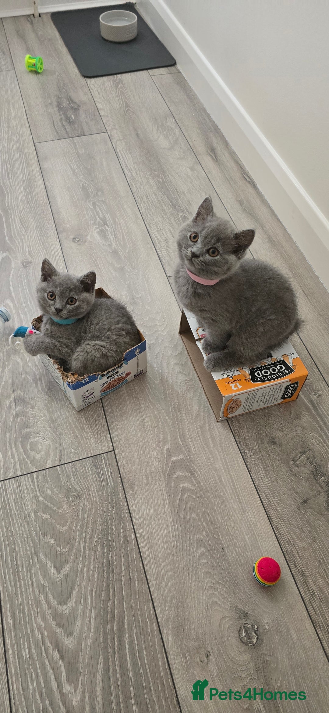 British Shorthair cats for sale: British Blue Shorthair - Image 29