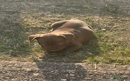 French Bulldog dogs for sale: French Bull Dog - Image 4