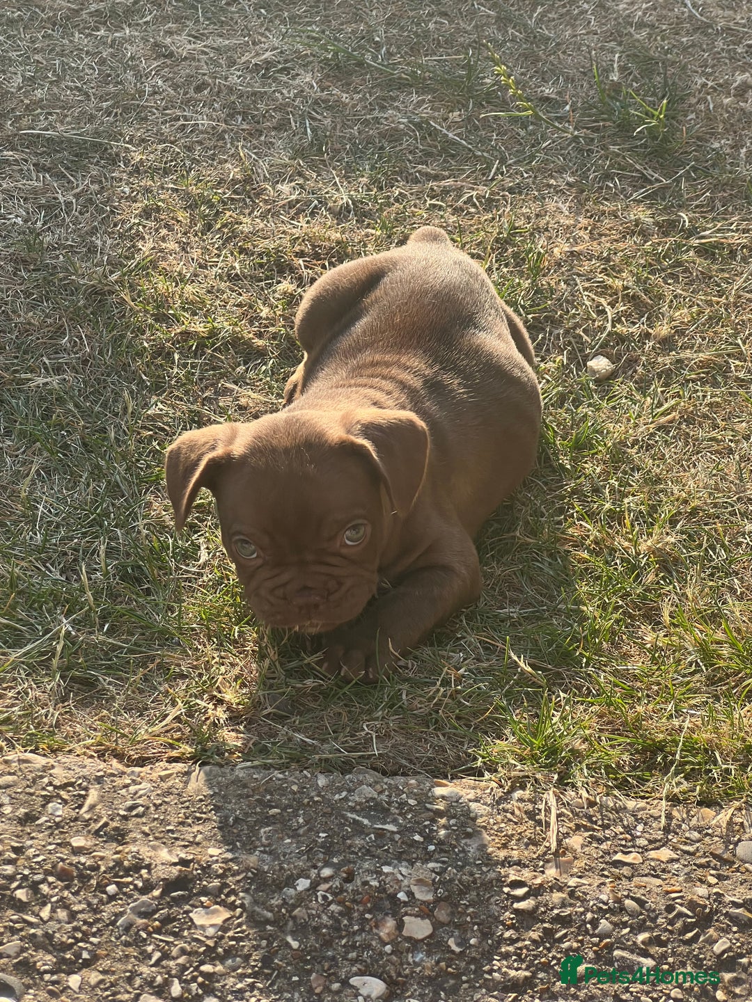 French Bulldog dogs for sale: French Bull Dog - Image 4