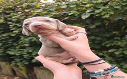 Miniature Dachshund dogs for sale: Beautiful KC registered miniature dachshund babies - Image 9