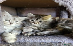 Maine Coon cats for sale: Beautiful Maine Coon x kittens ready now - Image 10