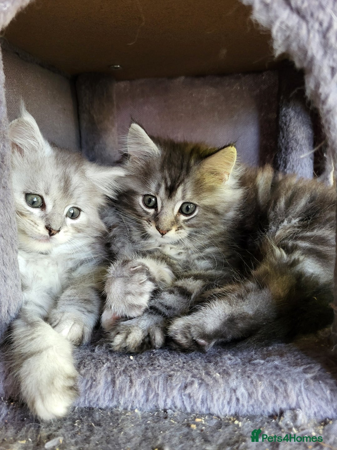 Maine Coon cats for sale: Beautiful Maine Coon x kittens ready now - Image 10