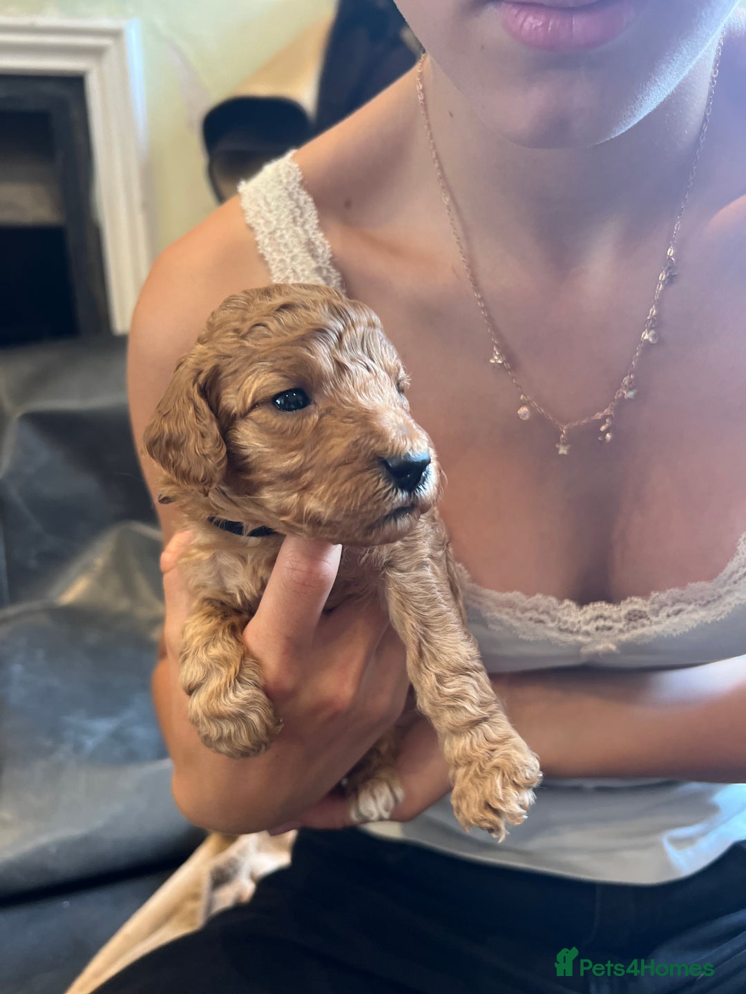 Double Doodle dogs for sale: Miniature GOLDENDOODLE puppies - Image 7