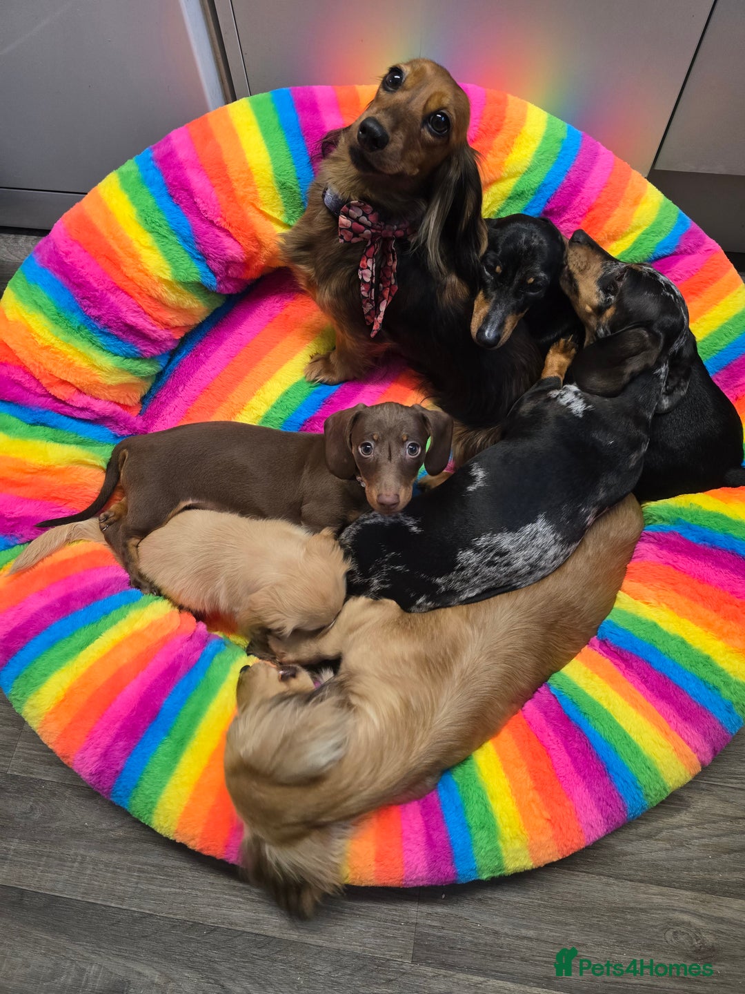 Miniature Dachshund dogs for sale: Galaxy Chocolate: Your Sweetest Adventure Awaits! - Image 2
