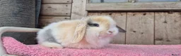 Mini Lop rabbits for sale: Cashmere mini lop buck  - Advert 3