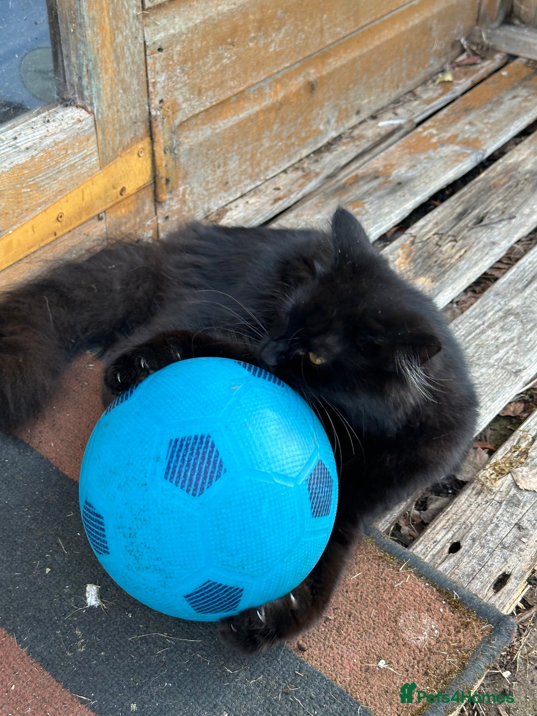 Maine Coon cats for sale: Beautiful girl half Maine coon half Bombay black  - Advert 5