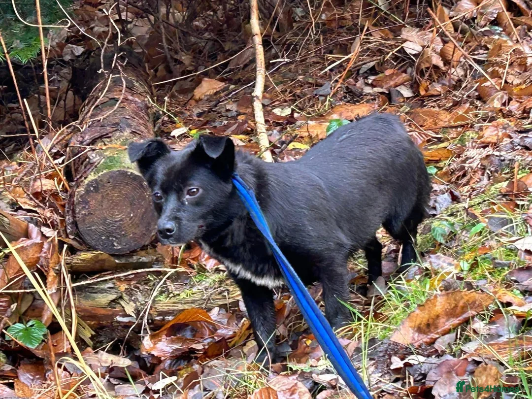 Mixed Breed dogs for adoption: Kimba - Norwich Norfolk  in Norwich - Advert 8