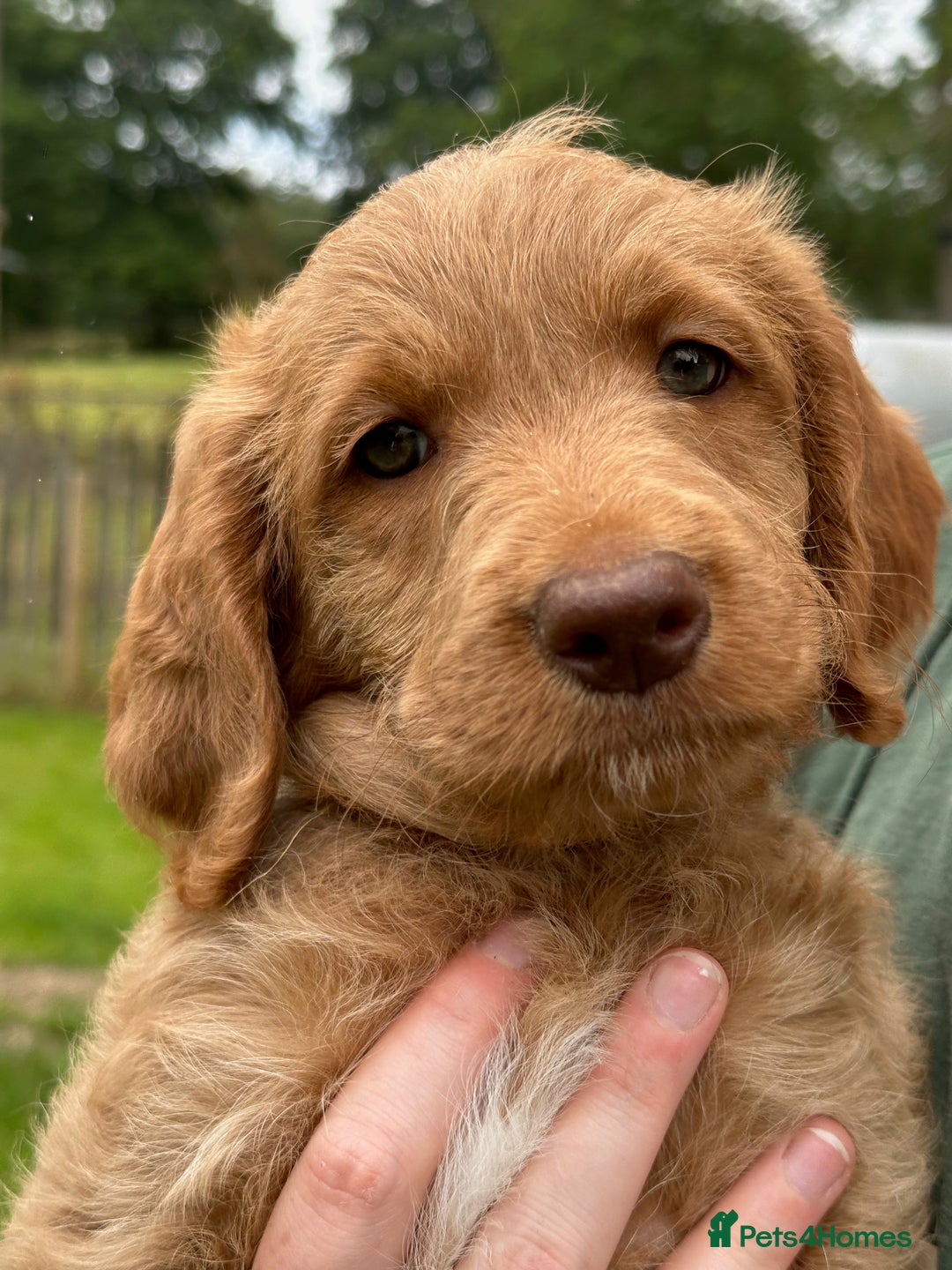 Labradoodle dogs for sale: Beautiful Puppies Ready for the Summer Holidays - Image 12