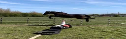 Irish Thoroughbred horses for sale: 16.1hh thoroughbred gelding - Advert 4