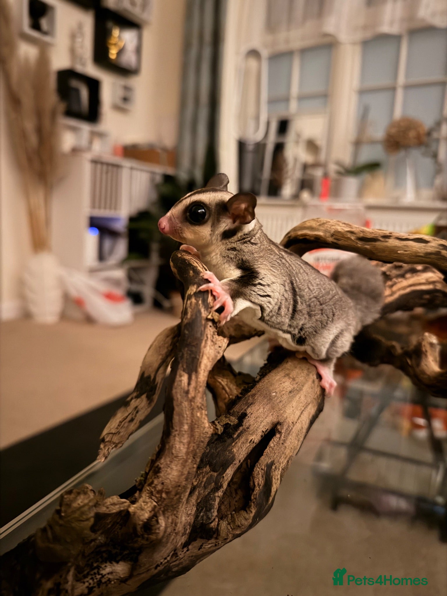 Sugar Glider rodents Female Sugar Glider  - Advert 1