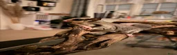 Sugar Glider rodents for sale: Female Sugar Glider  - Advert 1
