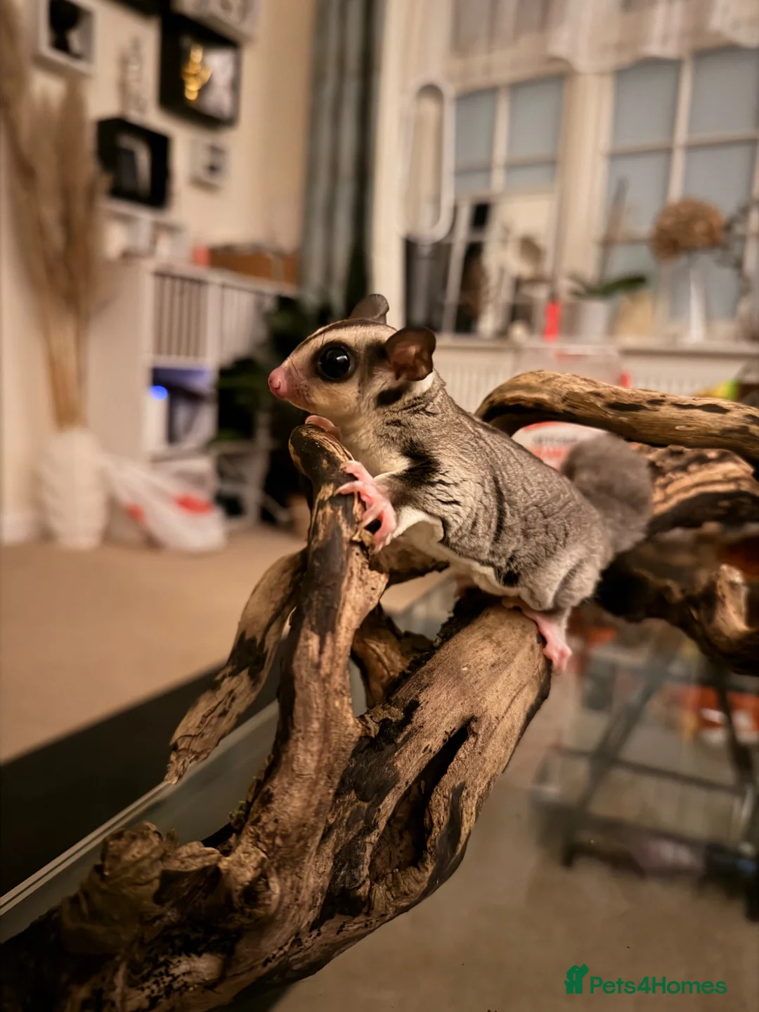 Sugar Glider rodents for sale: Female Sugar Glider  - Advert 1