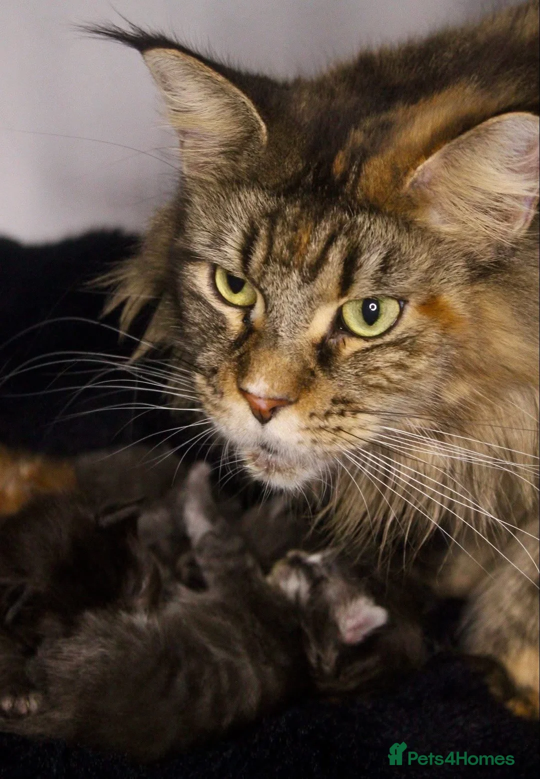 Maine Coon cats for sale: TICA Brown Tabby Maine Coon (Retired) - Advert 2