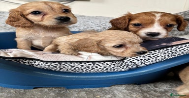 Cockapoo dogs - Advert 2