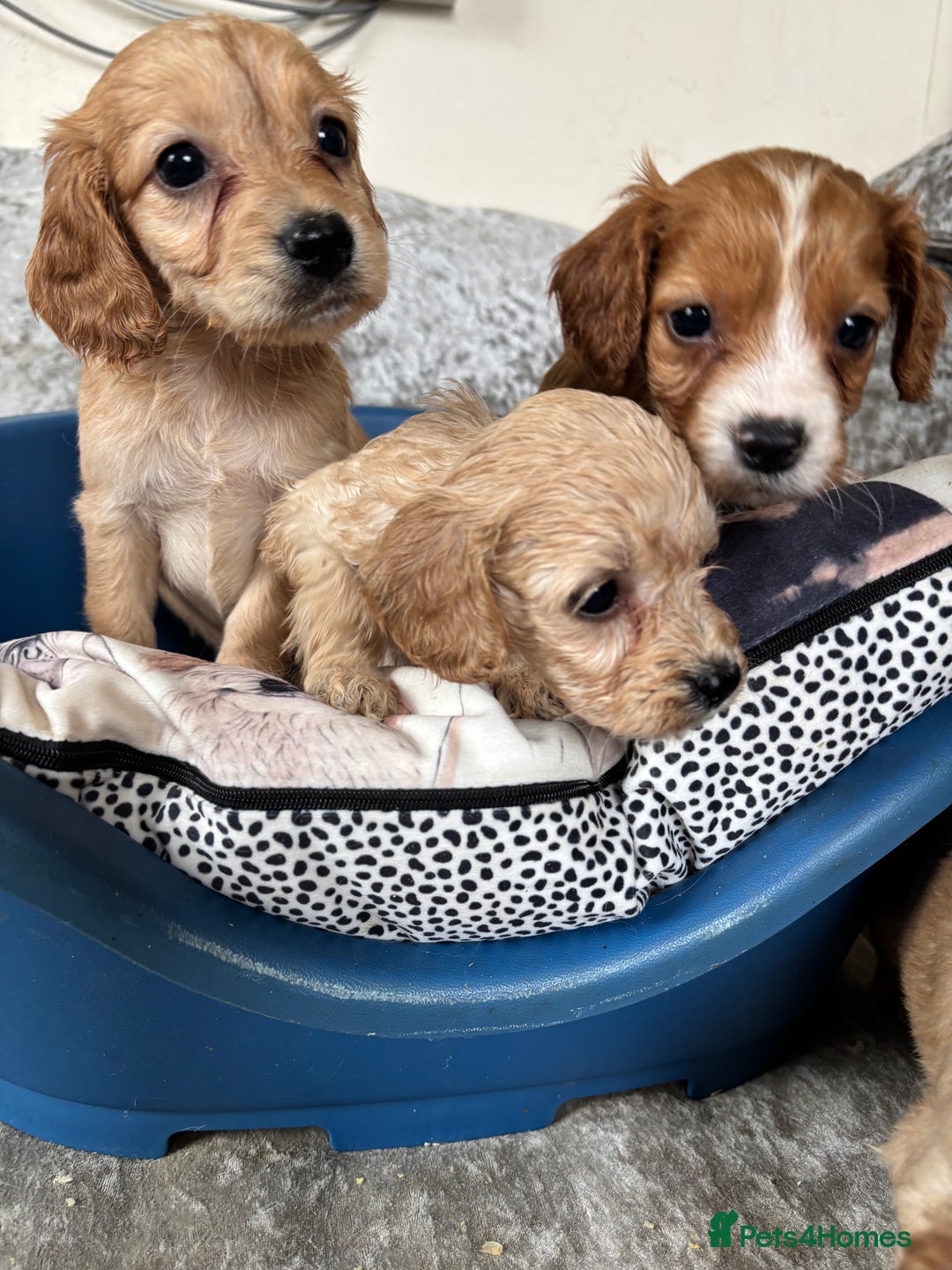 Cockapoo dogs for sale: Stunning cockapoos  - Image 2