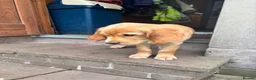 Goldador dogs for sale: Golden retriever Labrador cross  in Glasgow - Advert 5