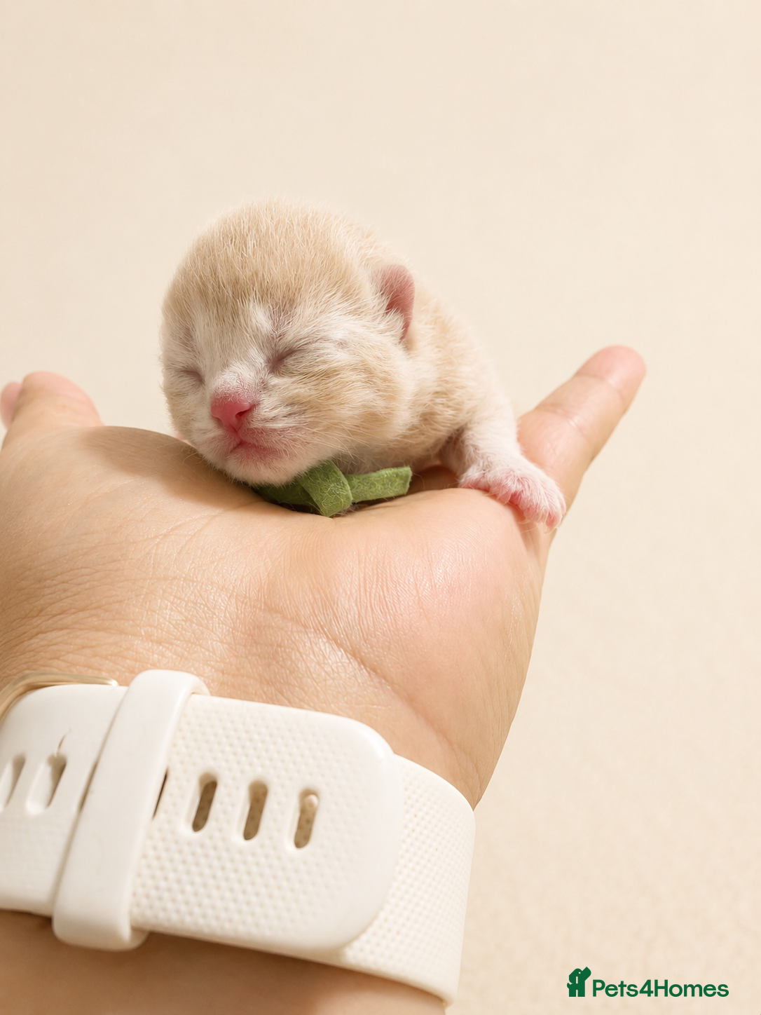British Shorthair cats Stunning British Shorthair kittens Champion lines  - Advert 1