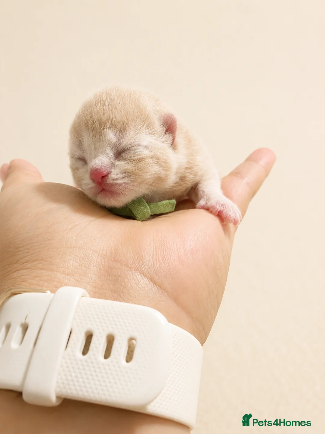 British Shorthair cats for sale: Stunning British Shorthair kittens Champion lines  - Advert 1
