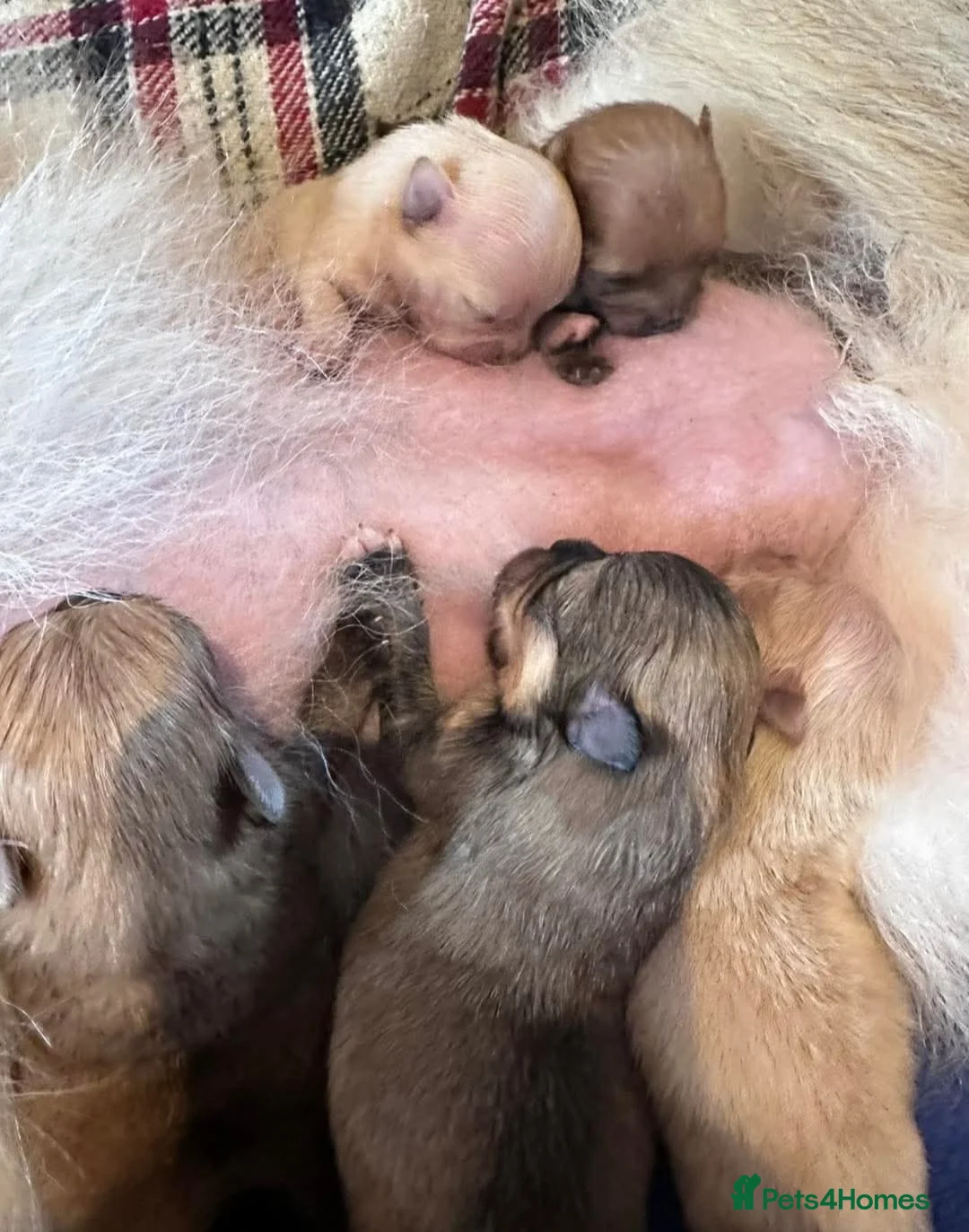 Pomeranian dogs for sale: STUNNING TEDDY BEAR POM PUPPIES  - Advert 4