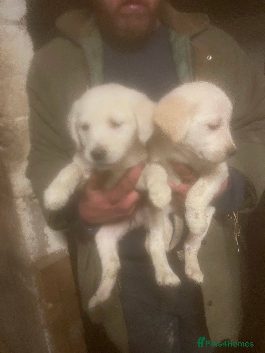 Golden Retriever dogs for sale: 5 golden retriever puppies - Advert 3