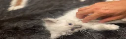 Ragdoll cats for sale: Ragdoll kittens GCCF - Advert 7