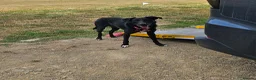 Mixed Breed dogs for sale: 1 yr old Collie x Labrador Bitch - Advert 3