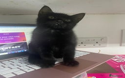 Bombay cats for sale: cats  - Image 4