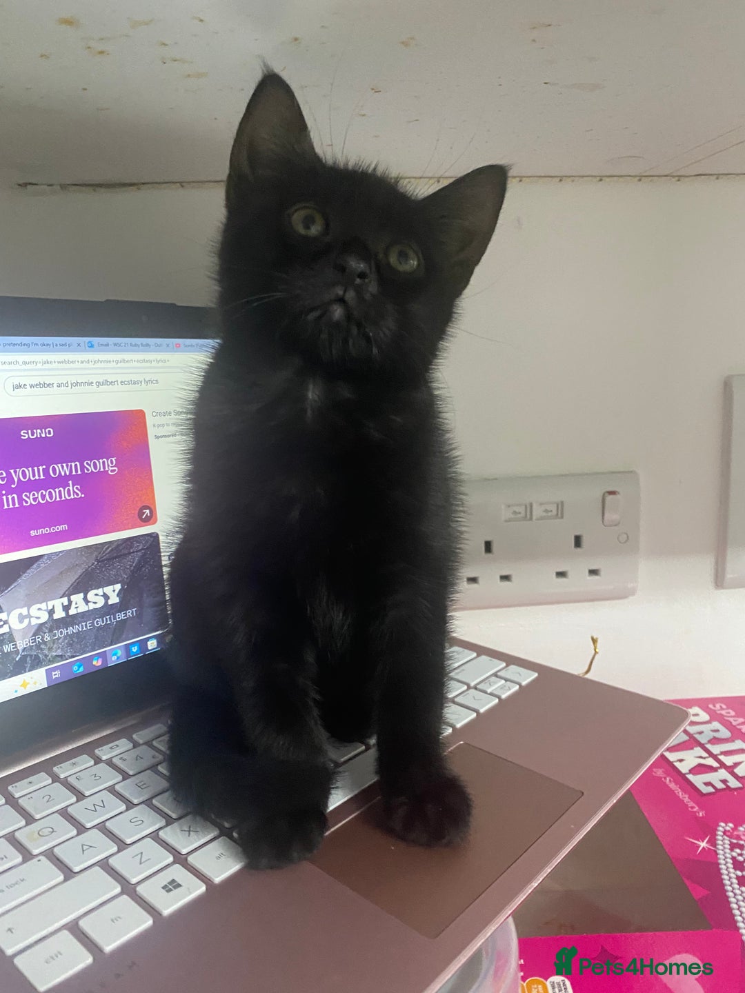 Bombay cats for sale: cats  - Image 4