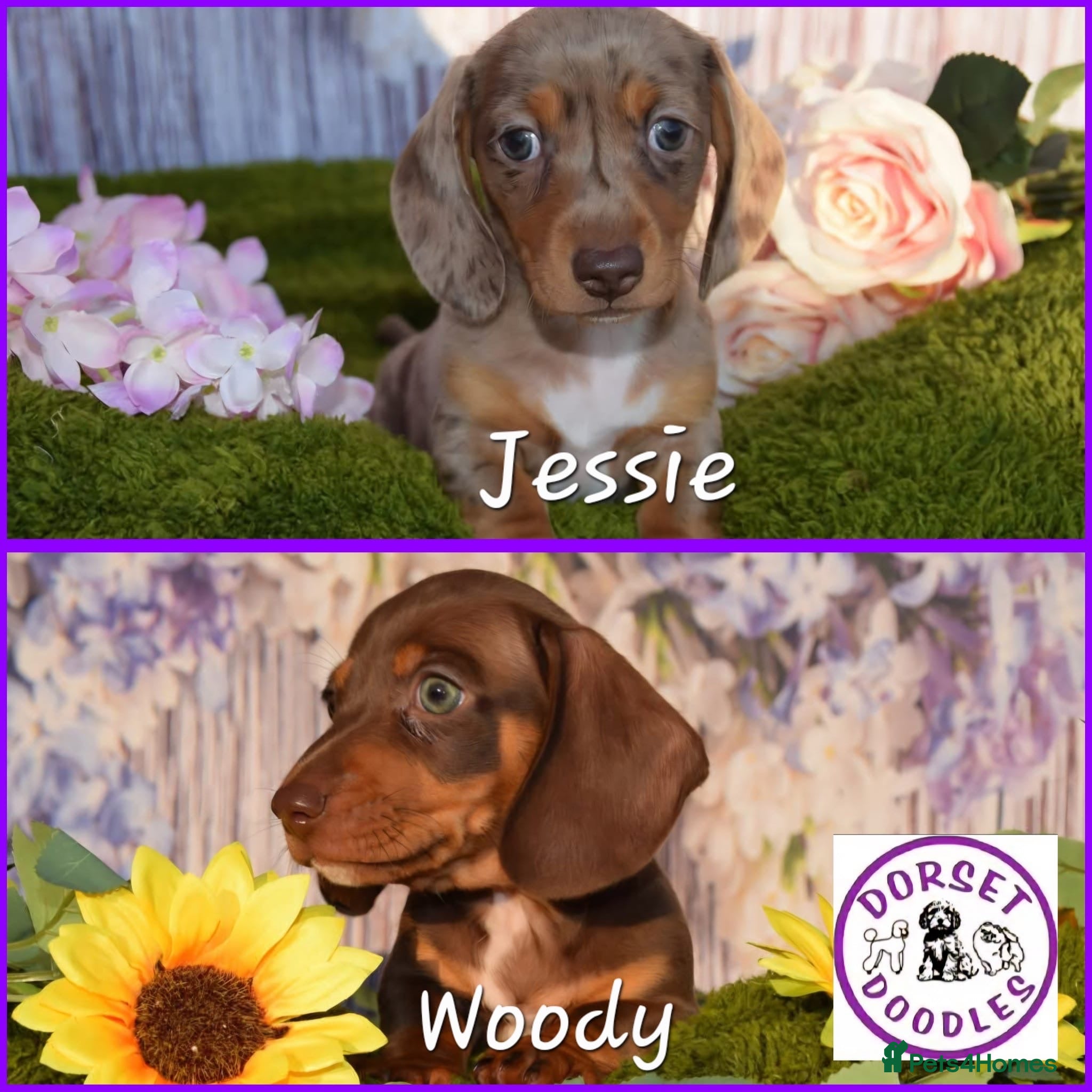 Miniature Dachshund dogs Kc reg mini dachunds  - Advert 4
