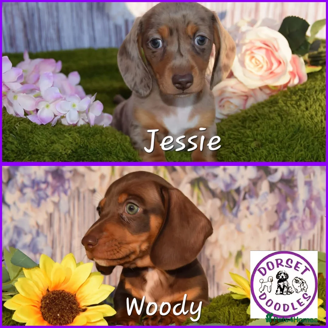 Miniature Dachshund dogs for sale: Kc reg mini dachunds  - Advert 1
