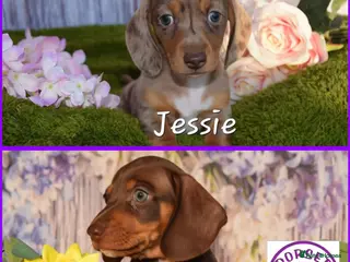 Miniature Dachshund dogs Kc reg mini dachunds - Advert 1