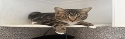 Mixed Breed cats for sale: 4 beautiful kittens need new homes - Advert 7