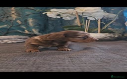 Dachshund dogs for sale: Dachshund  - Image 3