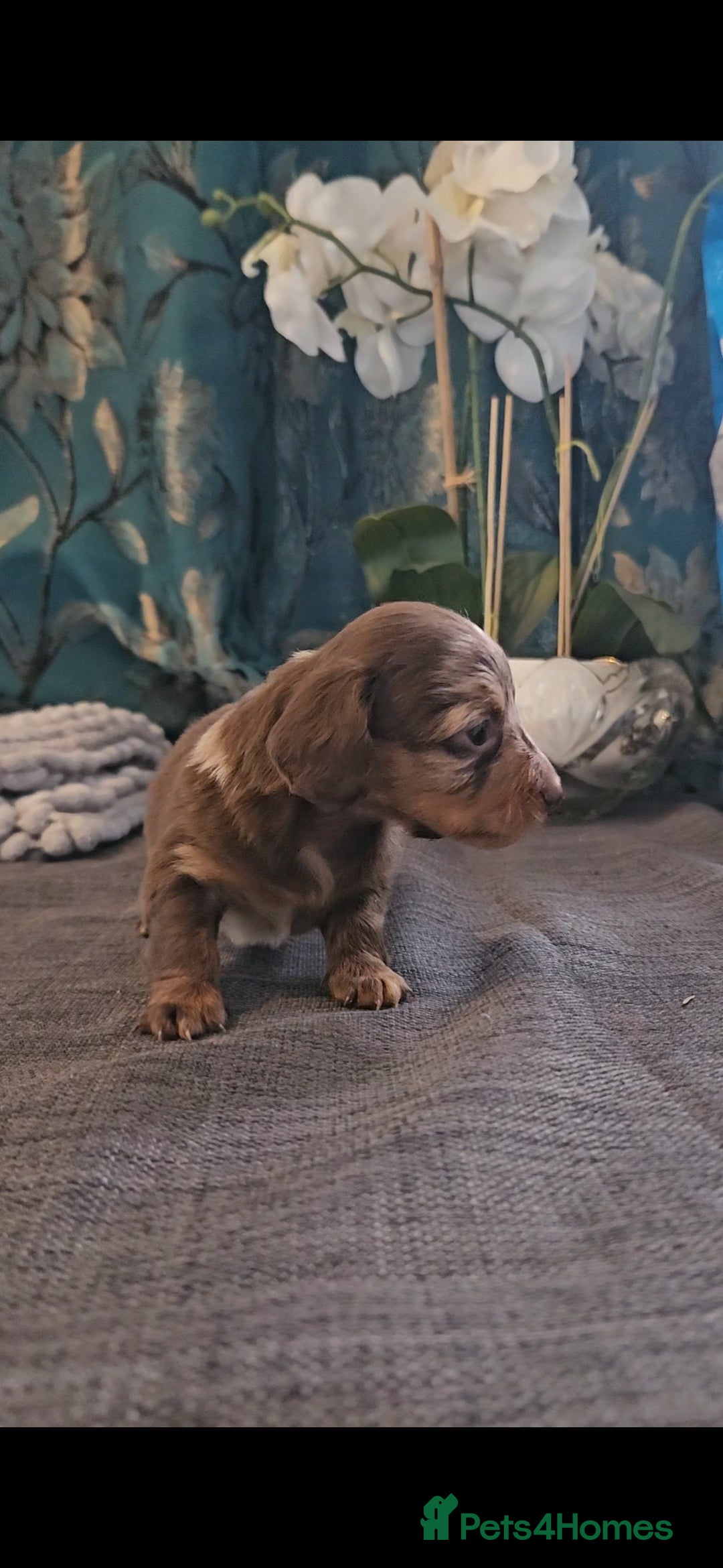 Dachshund dogs for sale: Dachshund  - Image 3