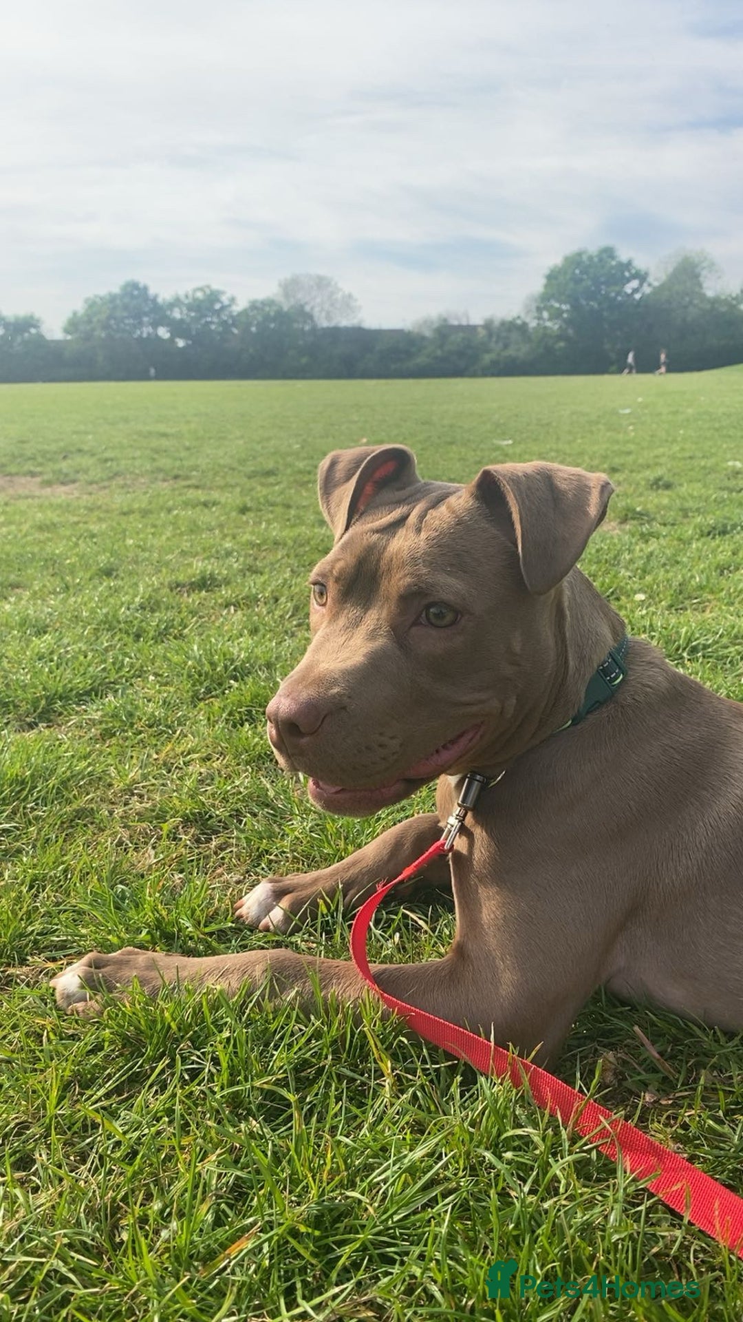 Mixed Breed dogs for sale: Male 1 year old pup - Aksel  - Advert 3