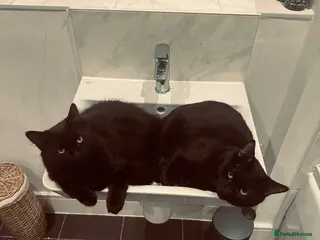 Mixed Breed cats 2 Black Cats - Advert 1