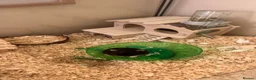 Hamster rodents for sale: Hamster black  - Advert 3