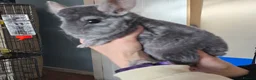 Chinchilla rodents for sale: 2 Female Friendly Chinchillas  - Advert 1