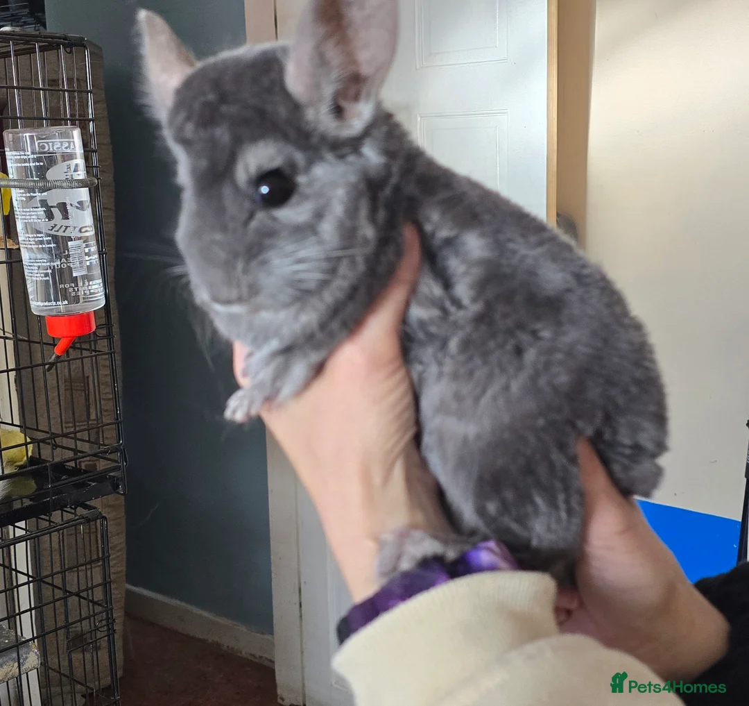 Chinchilla rodents for sale: 2 Female Friendly Chinchillas  - Advert 1