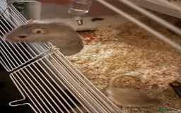 Gerbil rodents for sale: 2 Gerbils (with cage) - Image 1