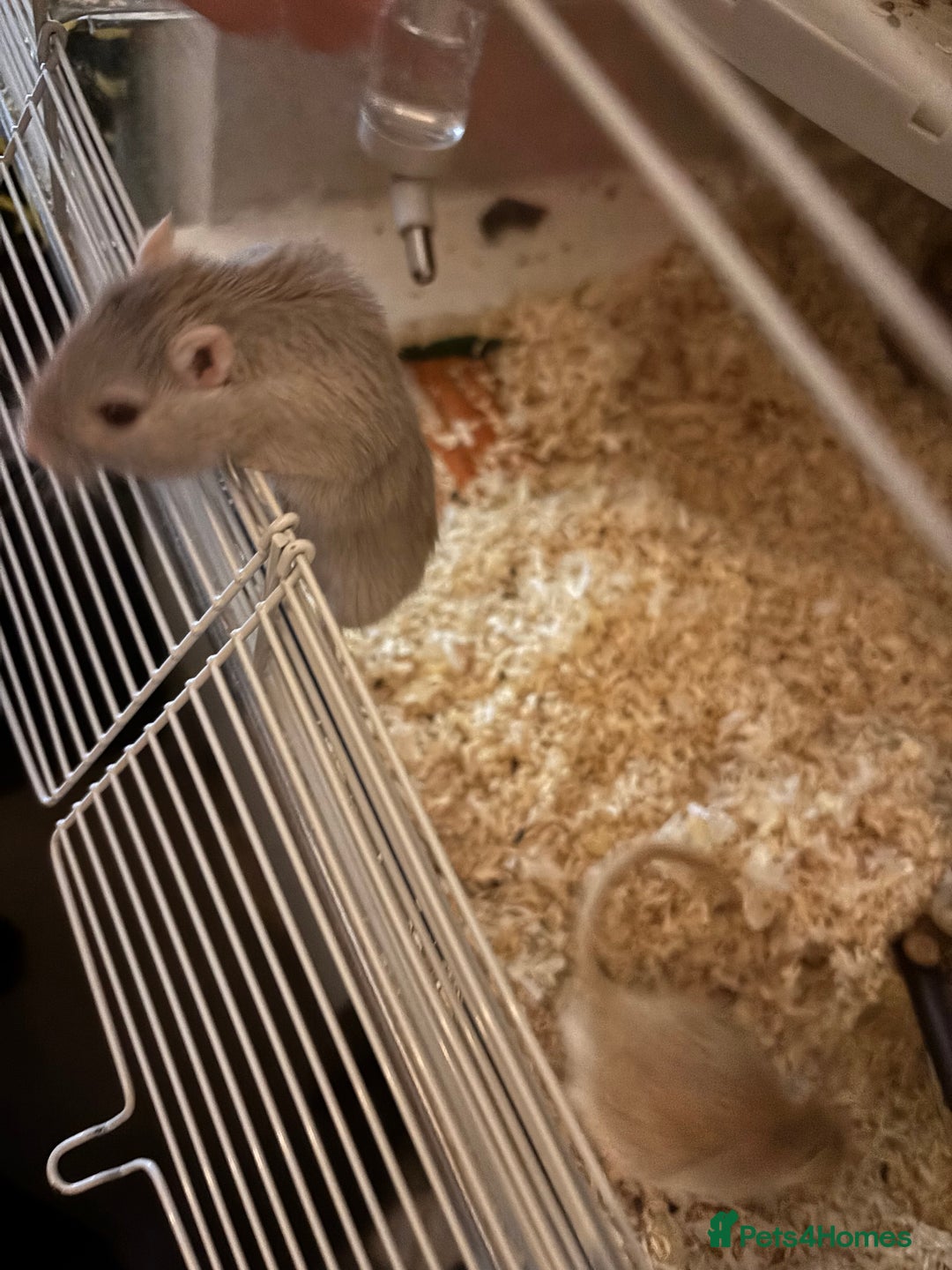 Gerbil rodents for sale: 2 Gerbils (with cage) - Image 1