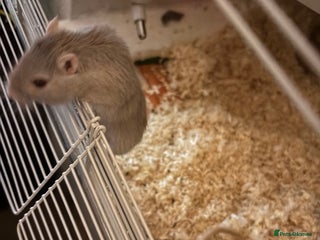 Gerbil rodents 2 Gerbils (with cage) - Advert 3