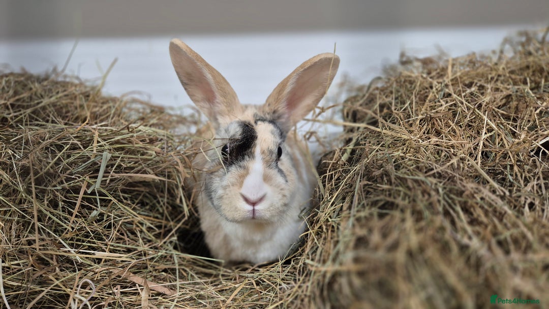 Mixed Breed rabbits for sale: Syrup - Advert 5