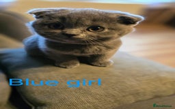 British Shorthair cats for sale: British shorthair kittens  - Image 13