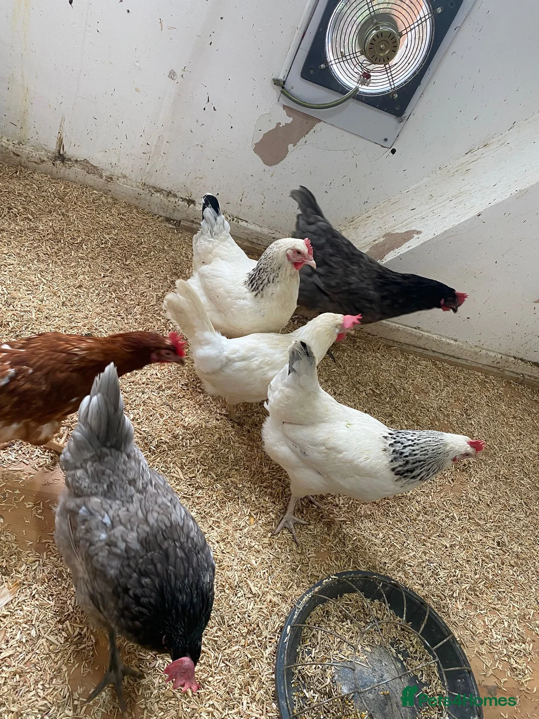 Chickens poultry for sale: For Sale Beautiful Chickens in Liverpool - Advert 6