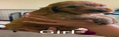 Cockapoo 7