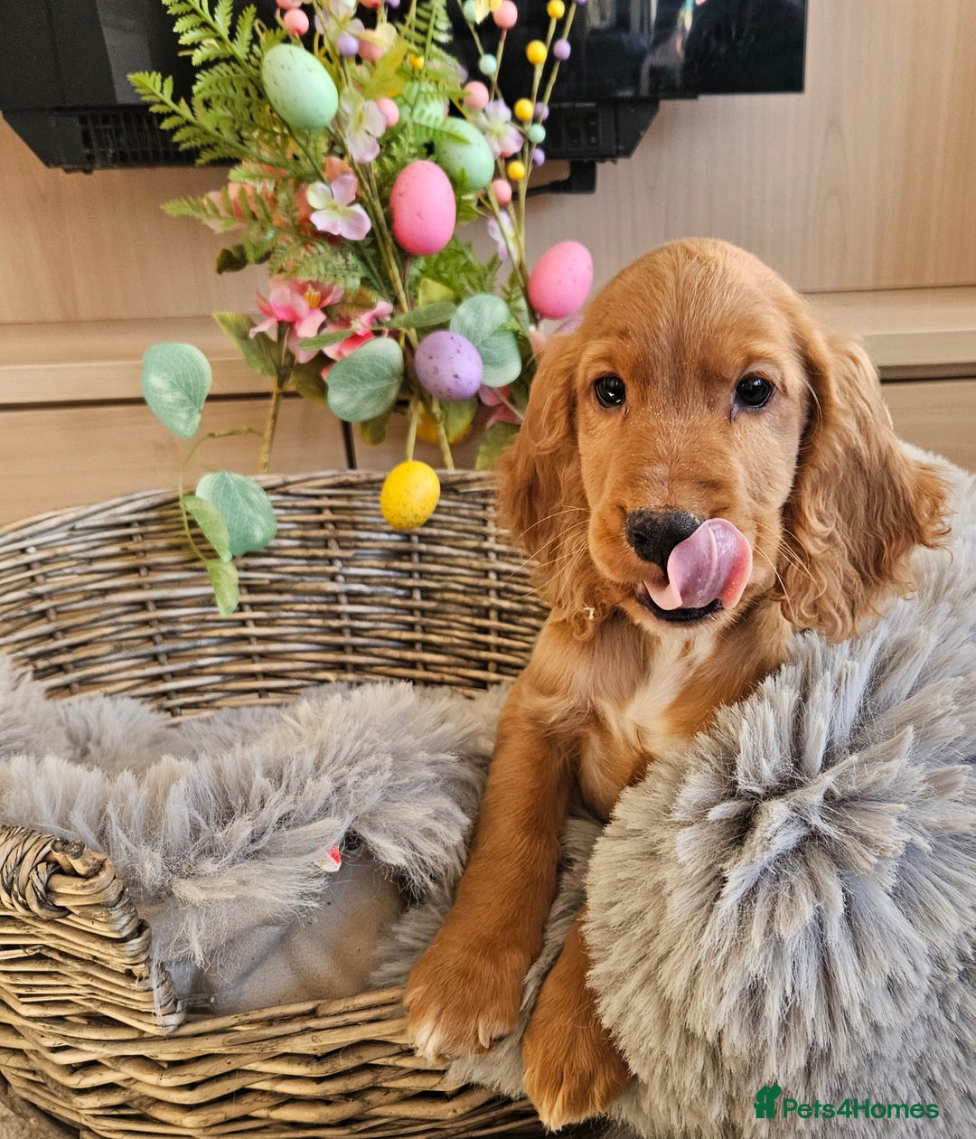 Cocker Spaniel dogs for sale: Stunning mix of working type cocker spaniels  - Advert 3