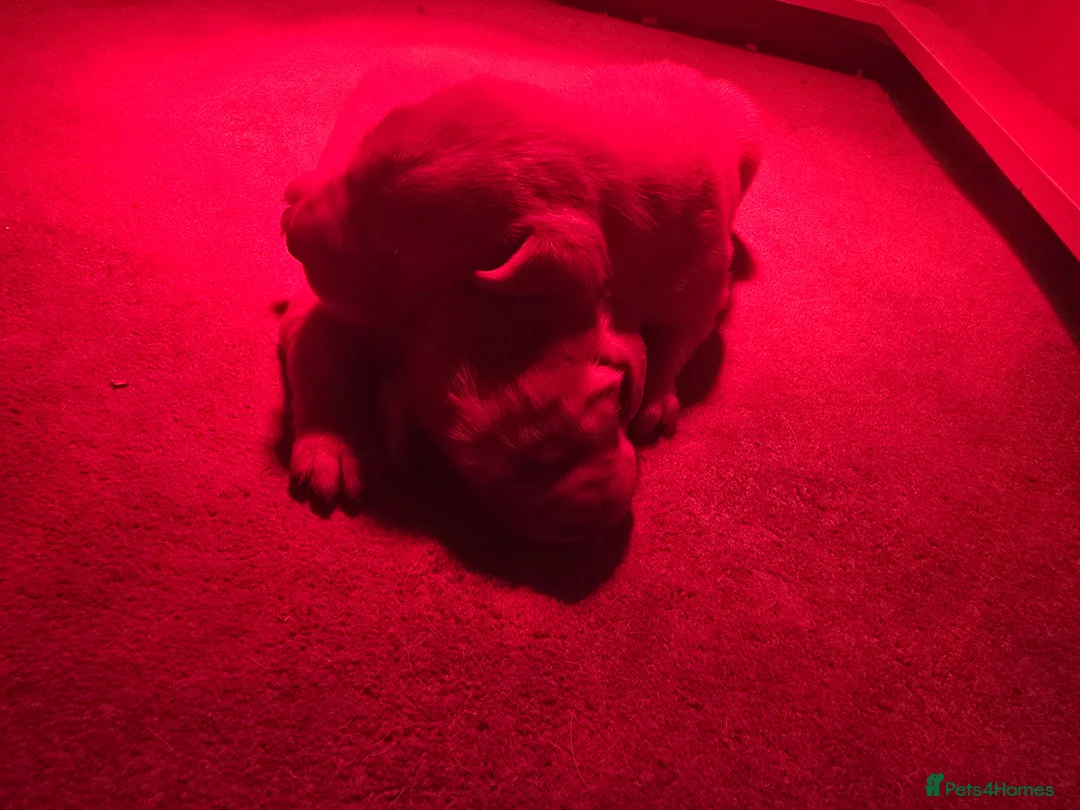 Labrador Retriever dogs for sale: 2 Beautiful Fox Red Labradors in Appleby-in-Westmorland - Advert 2